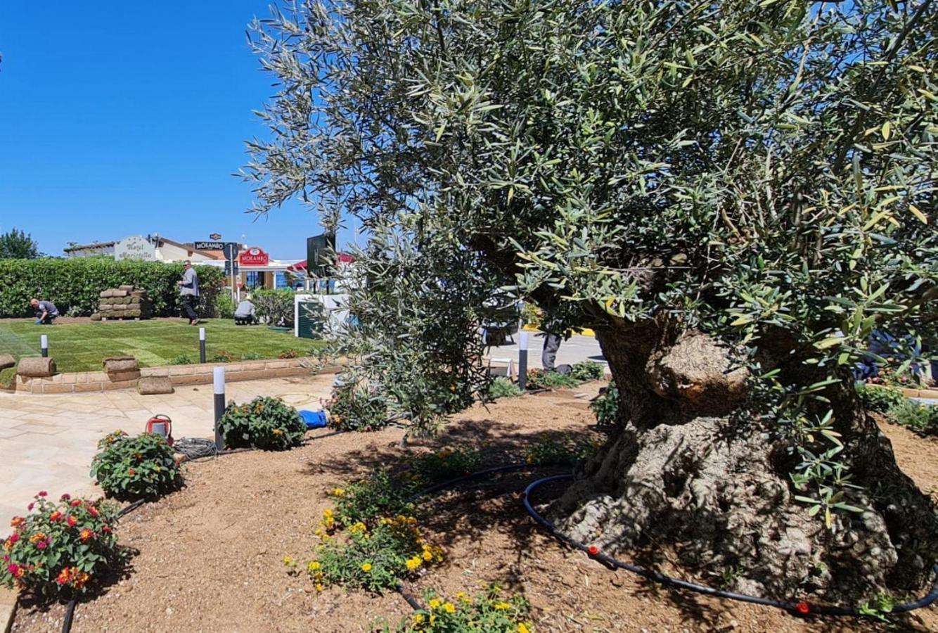 Hotel Levante - Isola D'Elba Cavo Dış mekan fotoğraf